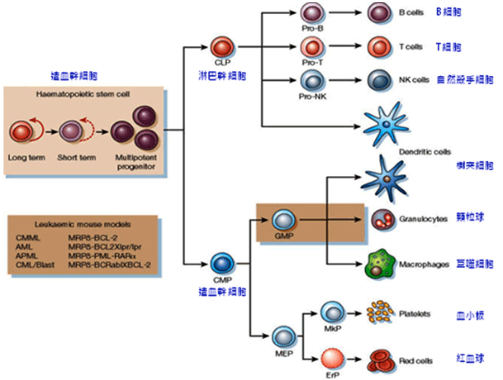 cell mediated immunity
